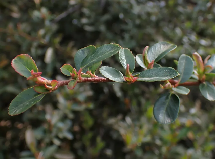 pyracantha rogersiana plant showing characteristic features