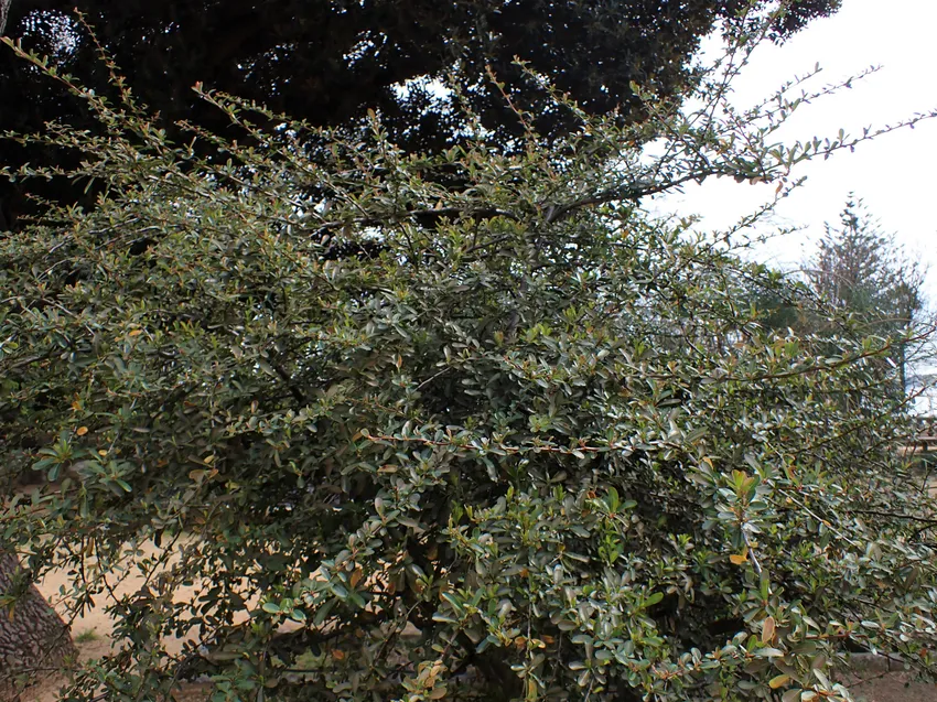 pyracantha rogersiana plant showing characteristic features