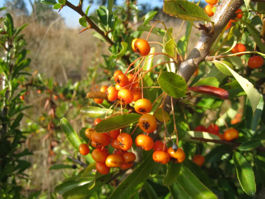 pyracantha rogersiana plant showing characteristic features