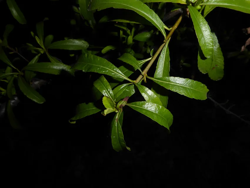 pyracantha rogersiana plant showing characteristic features