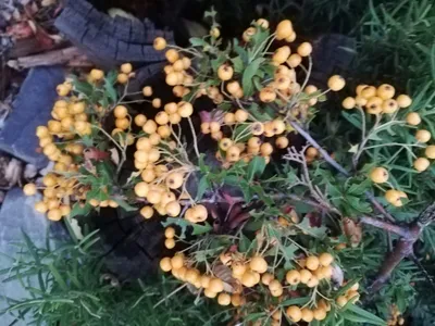 thumbnail pyracantha rogersiana