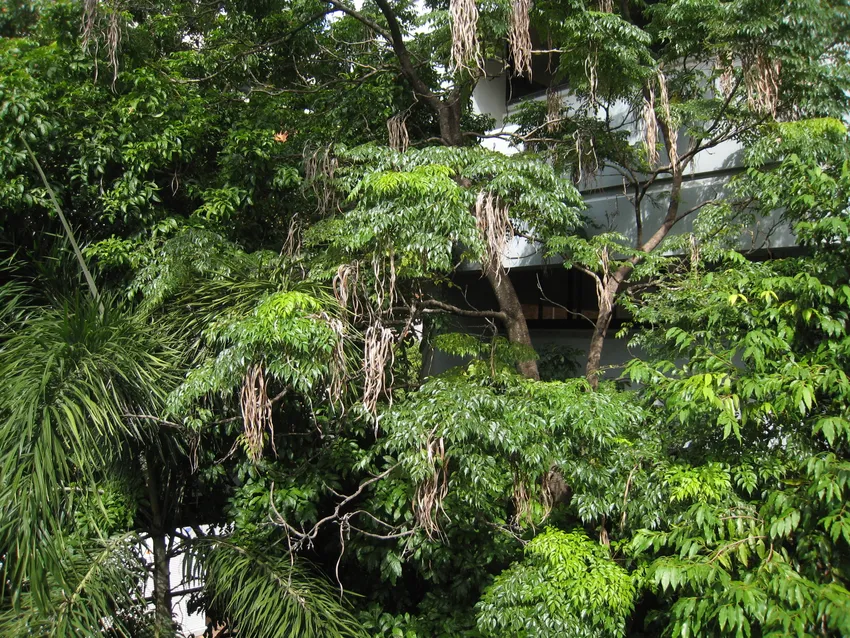 radermachera sinica plant showing characteristic features
