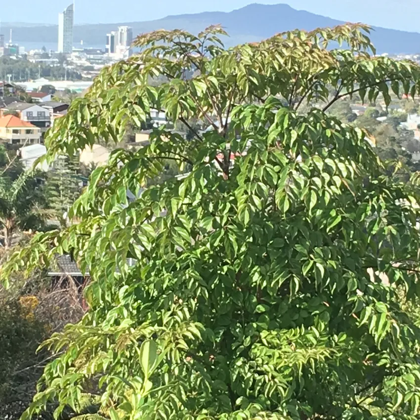 radermachera sinica plant showing characteristic features