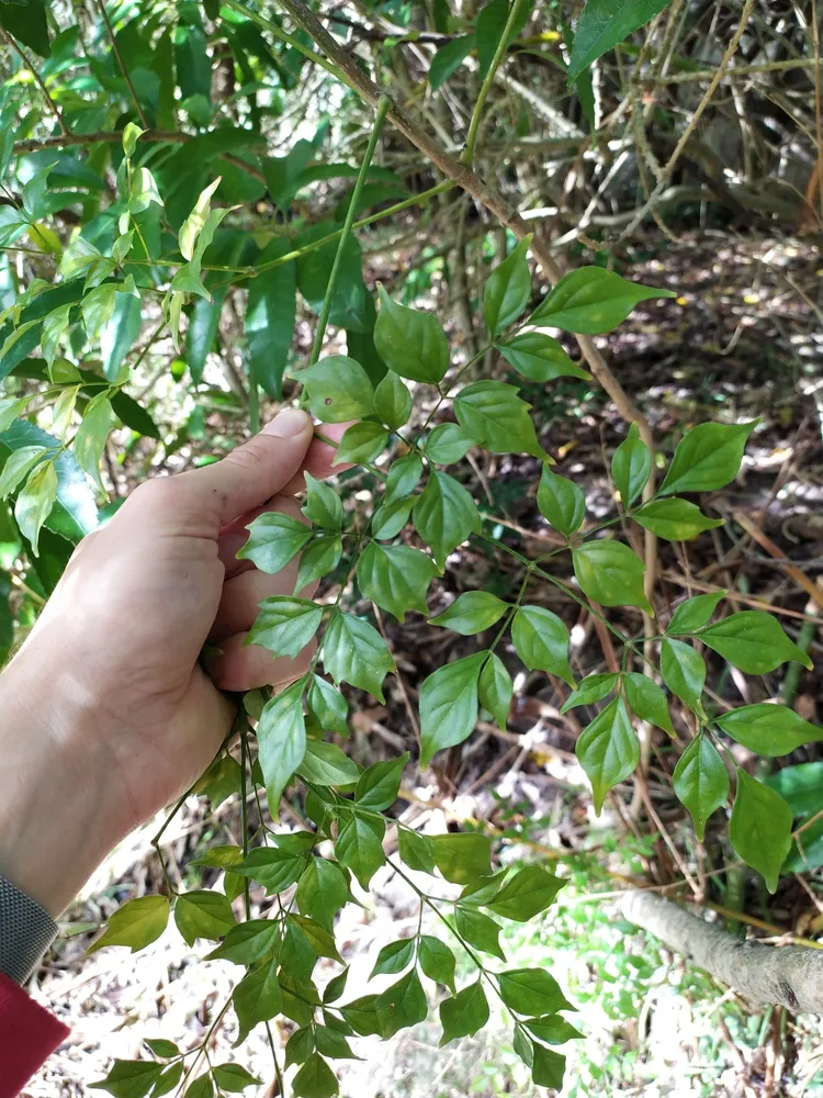 radermachera sinica plant showing characteristic features