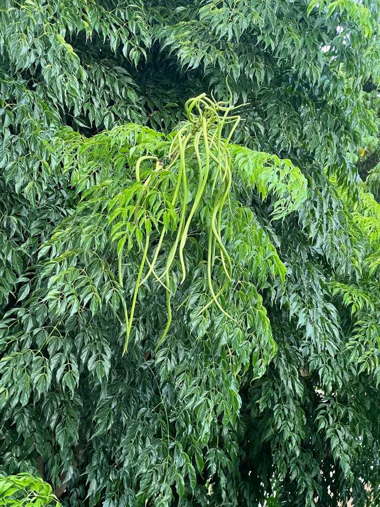 radermachera sinica plant showing characteristic features