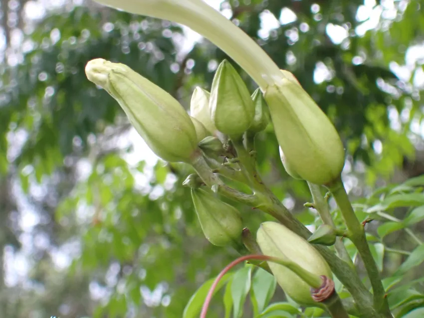 radermachera sinica plant showing characteristic features