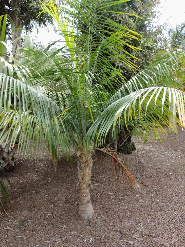 ravenea glauca plant showing characteristic features