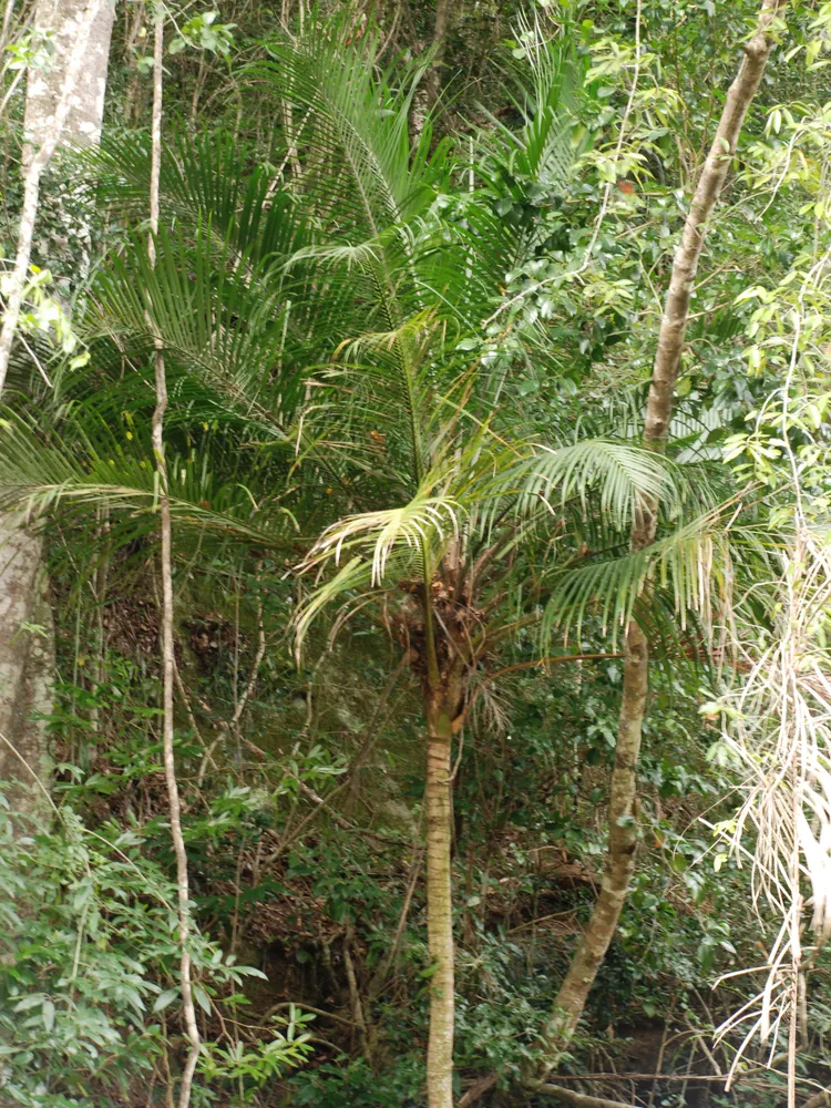 ravenea glauca plant showing characteristic features