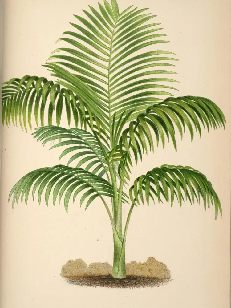 ravenea hildebrandtii plant showing characteristic features