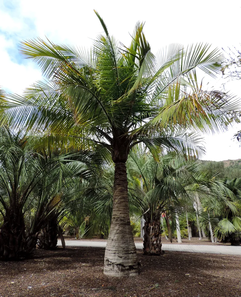 ravenea madagascariensis plant showing characteristic features