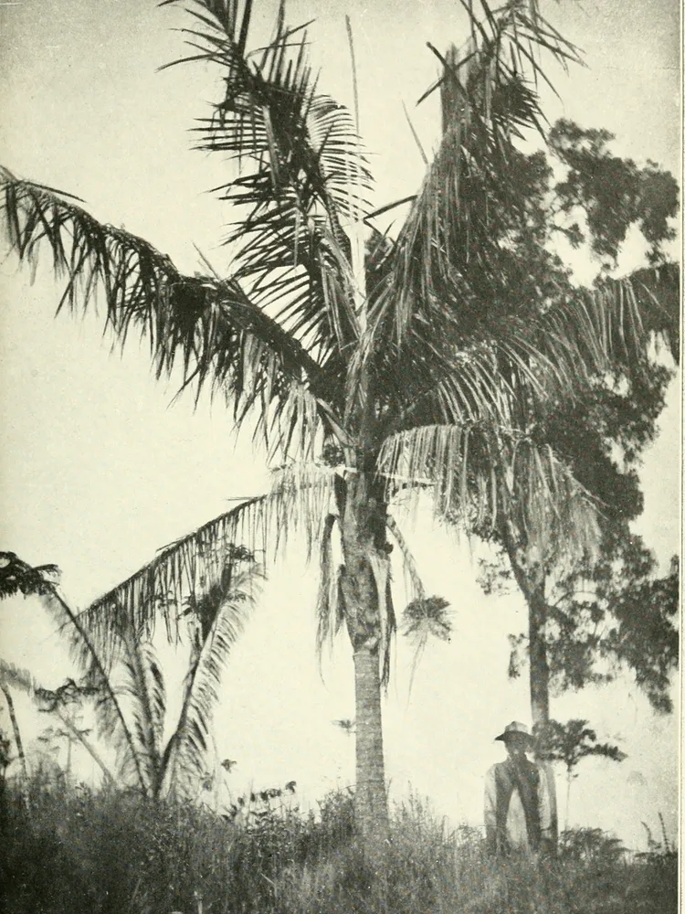 ravenea madagascariensis plant showing characteristic features