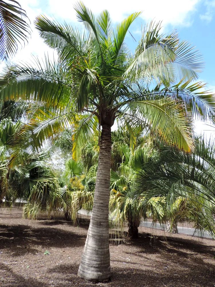 ravenea madagascariensis plant showing characteristic features
