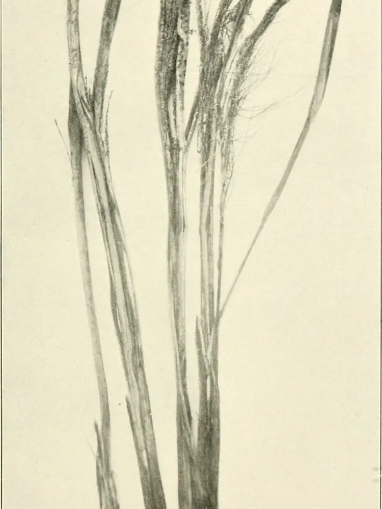 ravenea madagascariensis plant showing characteristic features