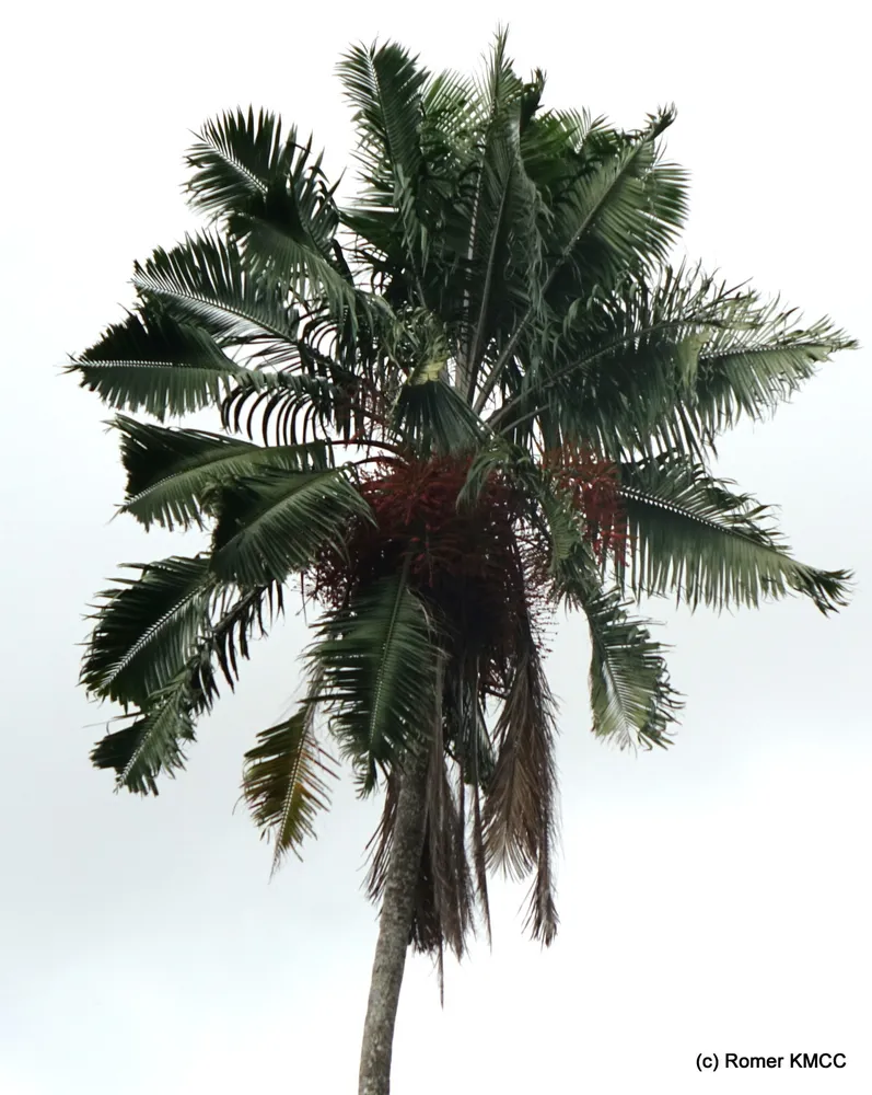 ravenea madagascariensis plant showing characteristic features