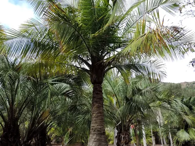 thumbnail ravenea madagascariensis