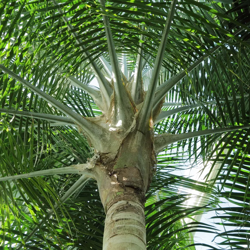 ravenea rivularis plant showing characteristic features
