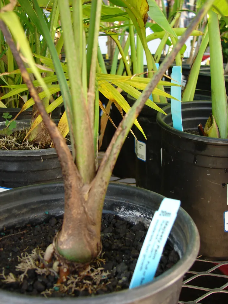 ravenea rivularis plant showing characteristic features