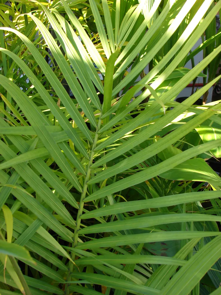 ravenea rivularis plant showing characteristic features