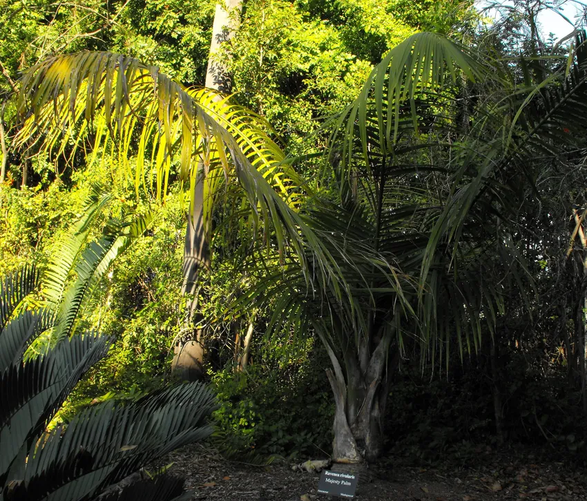 ravenea rivularis plant showing characteristic features