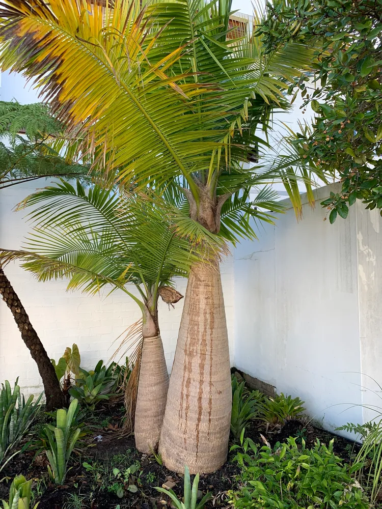 ravenea rivularis plant showing characteristic features