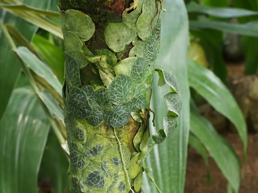 Plante rhaphidophora cryptantha montrant ses caractéristiques typiques