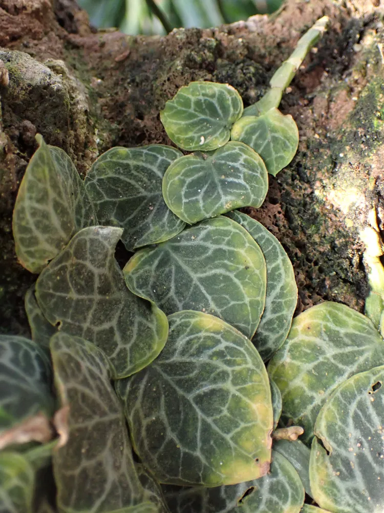 Plante rhaphidophora cryptantha montrant ses caractéristiques typiques