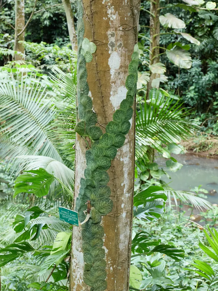 Plante rhaphidophora cryptantha montrant ses caractéristiques typiques