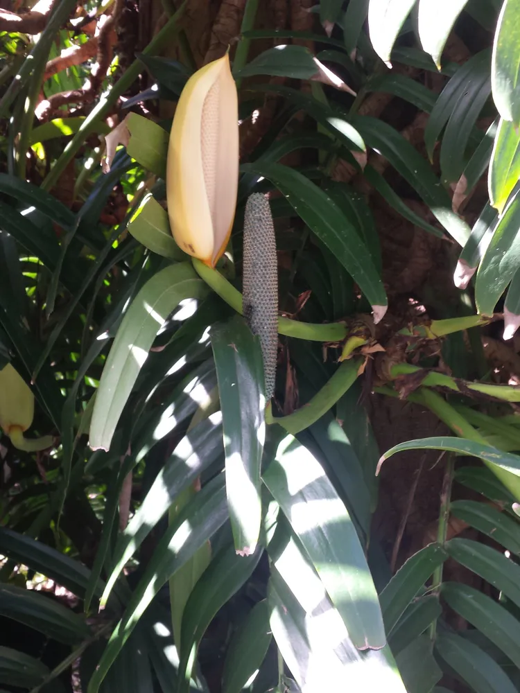 Plante rhaphidophora decursiva montrant ses caractéristiques typiques