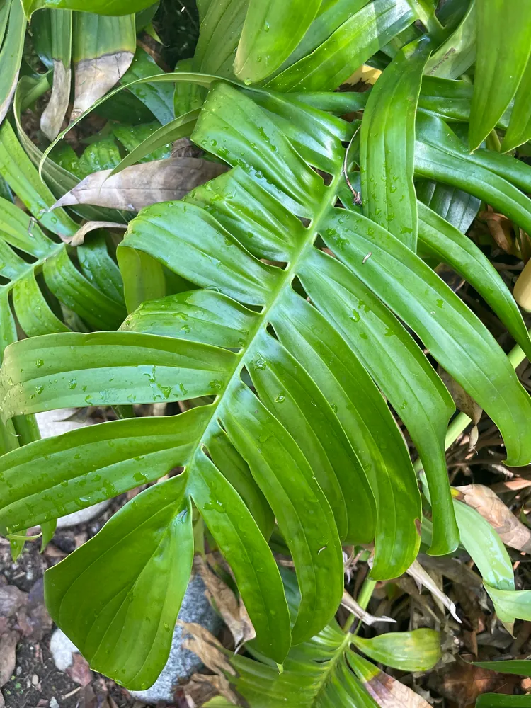 Plante rhaphidophora decursiva montrant ses caractéristiques typiques