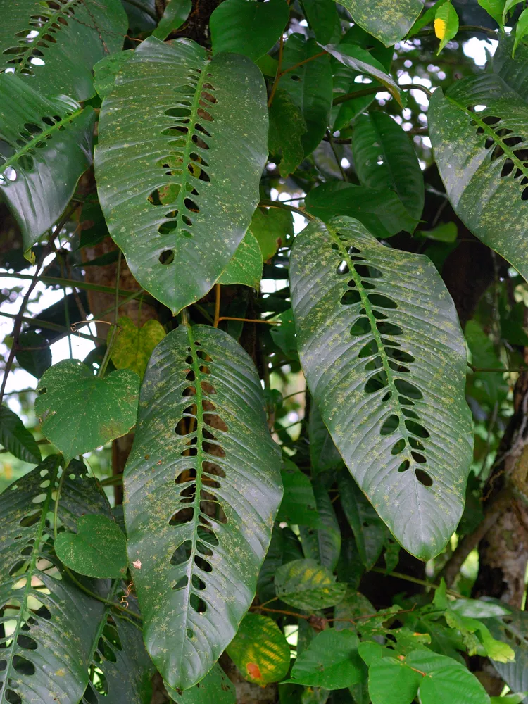 Plante rhaphidophora foraminifera montrant ses caractéristiques typiques