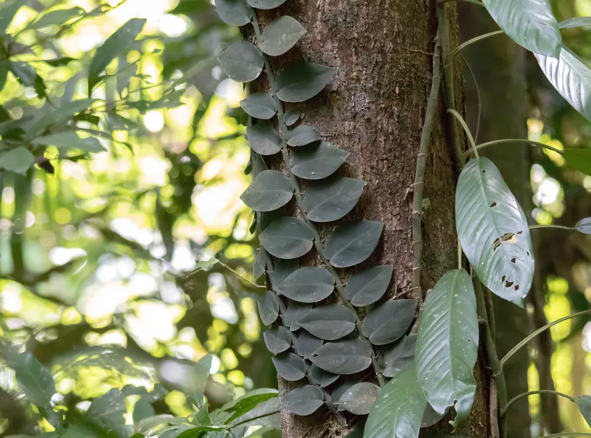 Plante rhaphidophora hayi montrant ses caractéristiques typiques