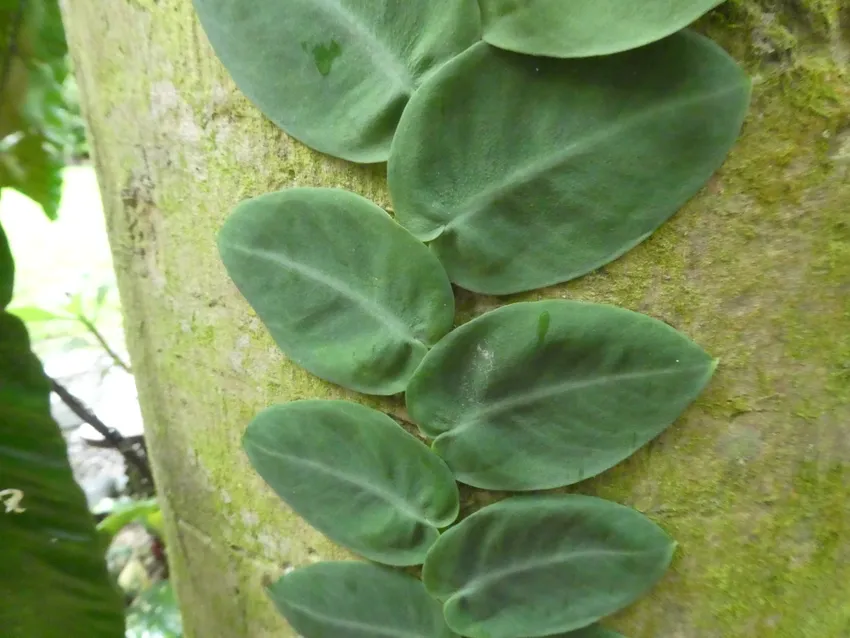 Plante rhaphidophora hayi montrant ses caractéristiques typiques