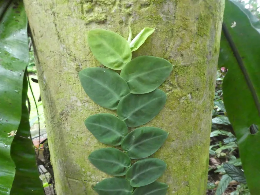 Plante rhaphidophora hayi montrant ses caractéristiques typiques