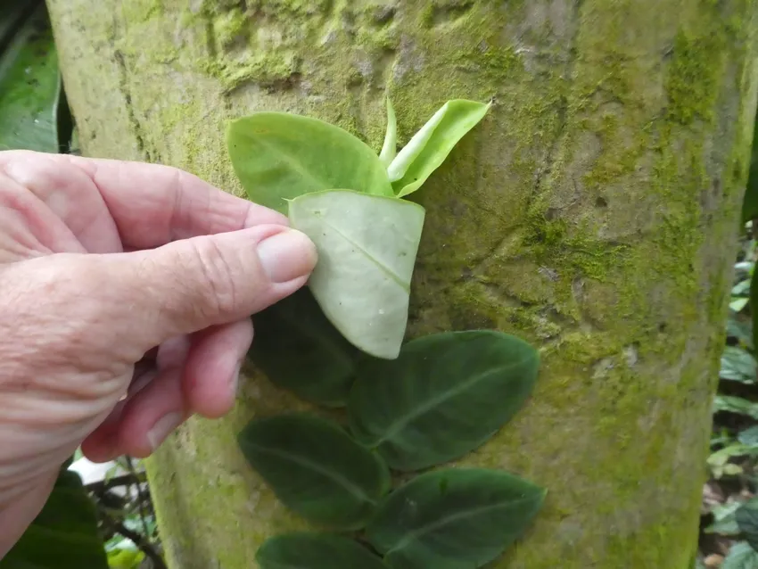 Plante rhaphidophora hayi montrant ses caractéristiques typiques