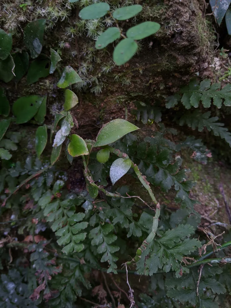 Plante rhaphidophora hongkongensis montrant ses caractéristiques typiques