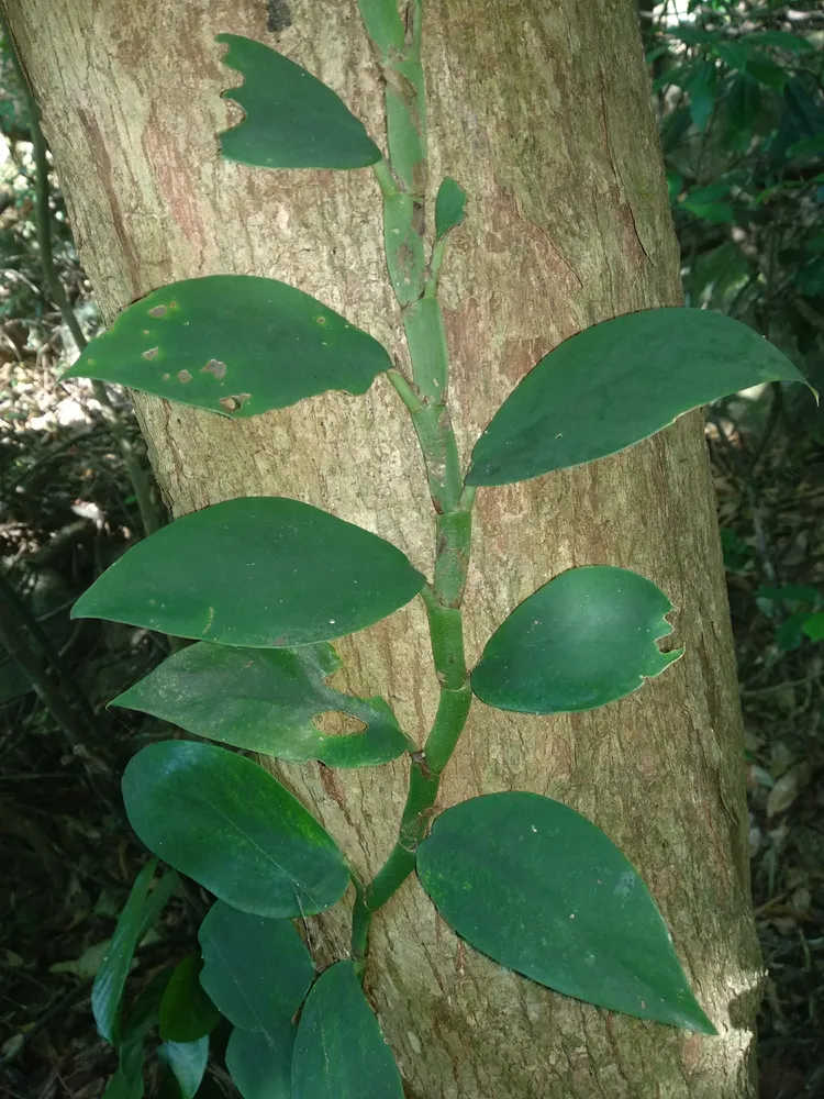 Plante rhaphidophora hongkongensis montrant ses caractéristiques typiques