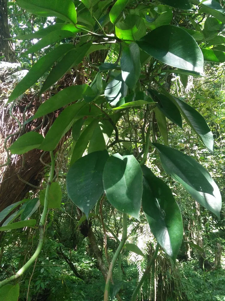 Plante rhaphidophora hongkongensis montrant ses caractéristiques typiques