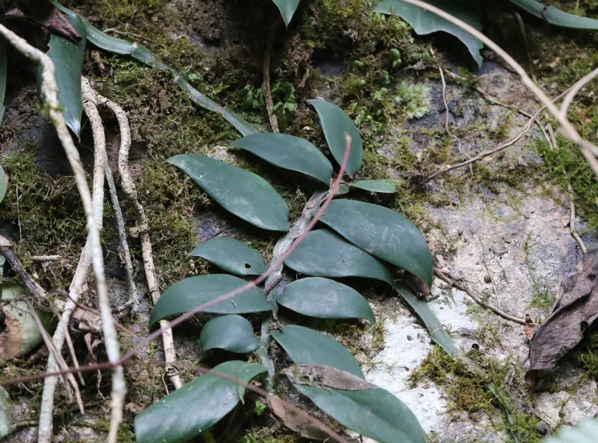 Plante rhaphidophora hongkongensis montrant ses caractéristiques typiques