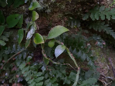 Image miniature de rhaphidophora hongkongensis