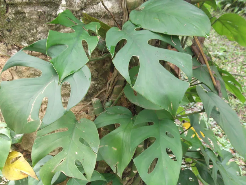 Plante rhaphidophora pertusa montrant ses caractéristiques typiques