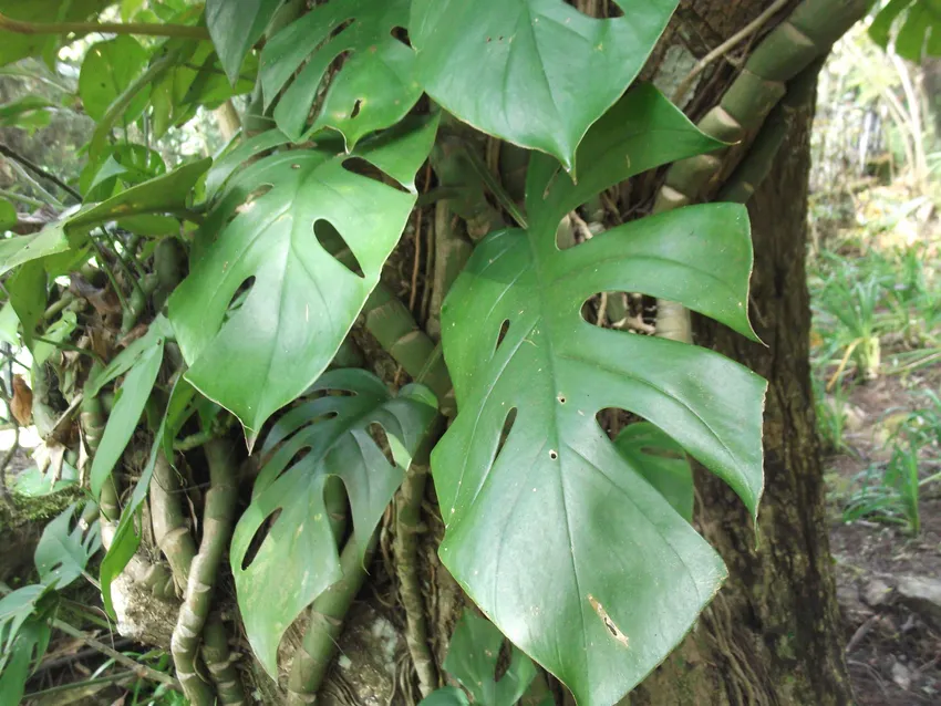 Plante rhaphidophora pertusa montrant ses caractéristiques typiques