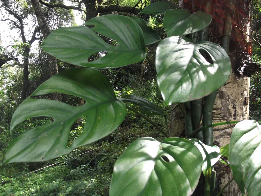 Plante rhaphidophora pertusa montrant ses caractéristiques typiques