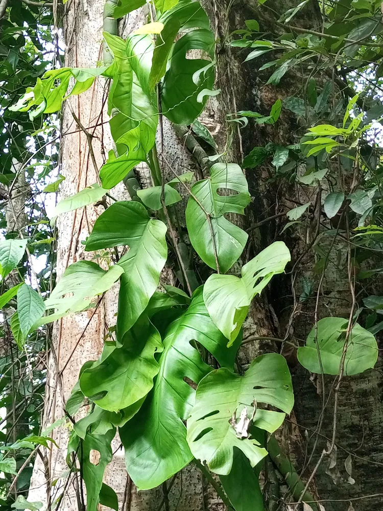 Plante rhaphidophora pertusa montrant ses caractéristiques typiques