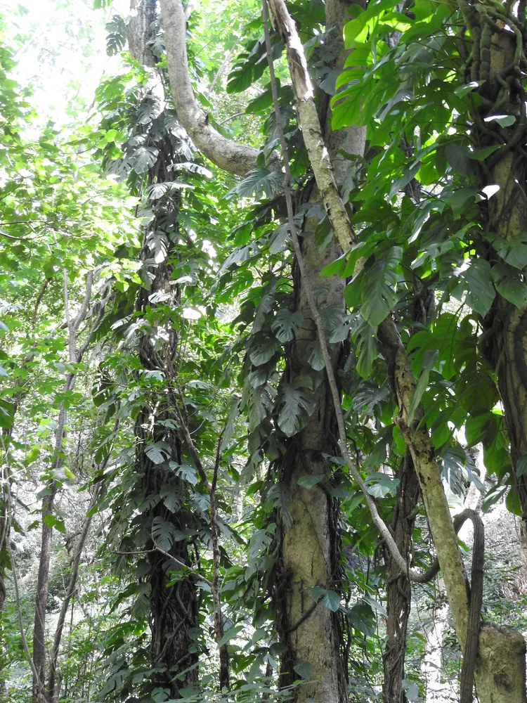 Plante rhaphidophora pertusa montrant ses caractéristiques typiques