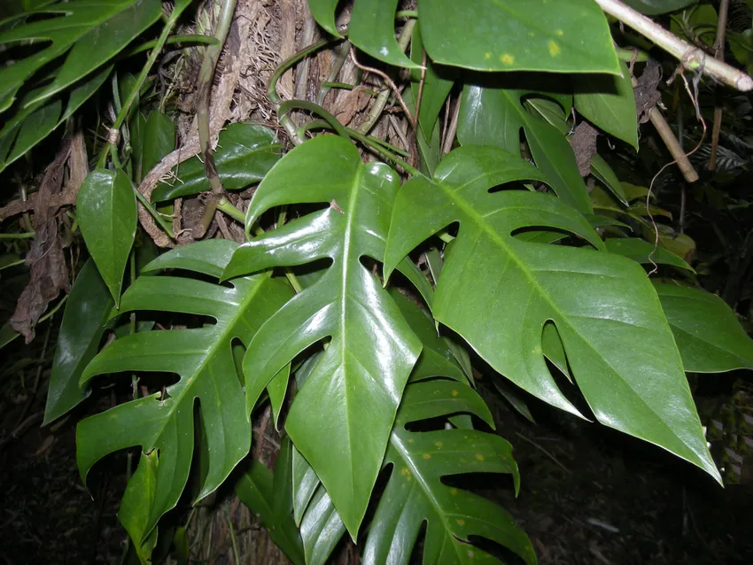 Plante rhaphidophora pinnata montrant ses caractéristiques typiques