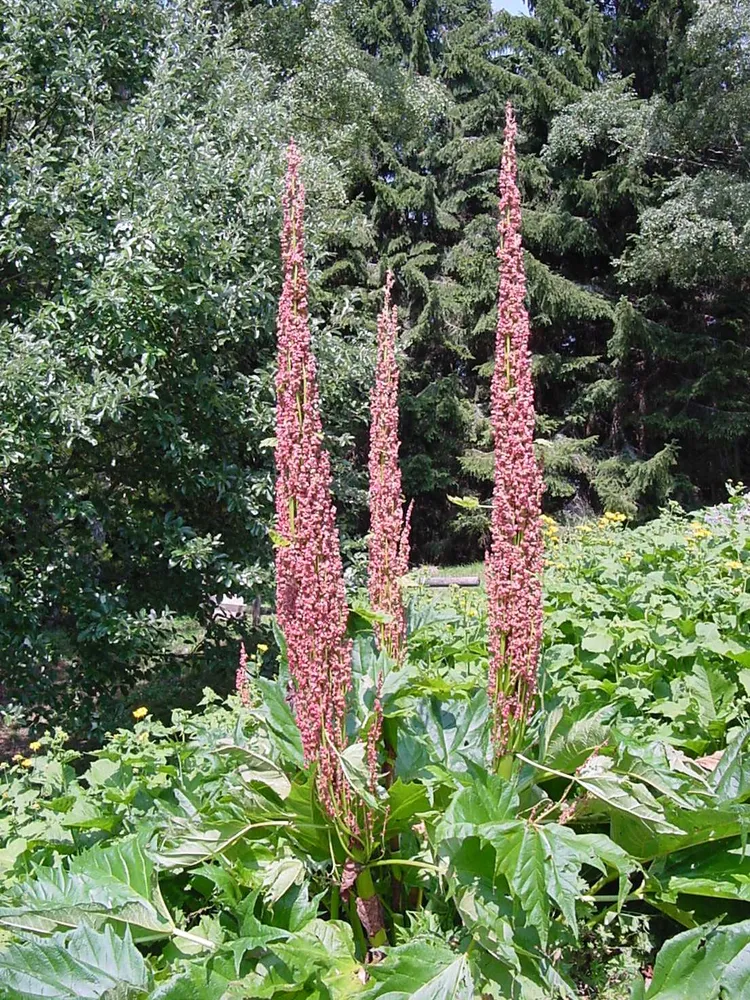 rheum palmatum plant showing characteristic features