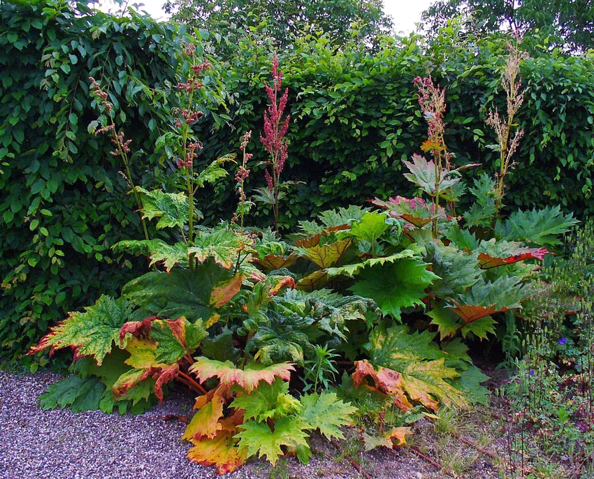 rheum palmatum plant showing characteristic features