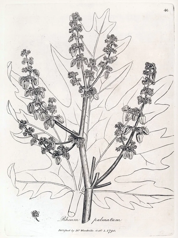 rheum palmatum plant showing characteristic features