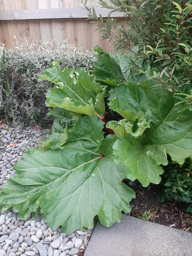 rheum palmatum plant showing characteristic features