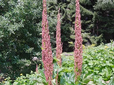 thumbnail rheum palmatum